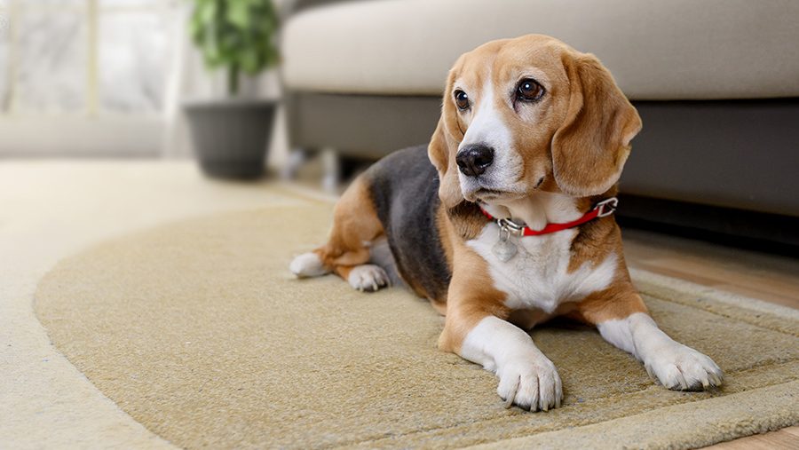 Beagle wearing a red collar lying on a carpet indoors