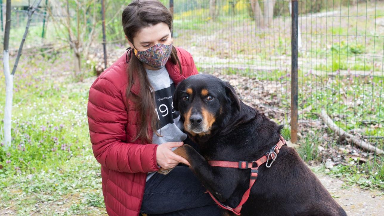 Animal shelter staff member creating a detailed adoption story for a senior black Labrador to improve pet adoption and donor engagement.