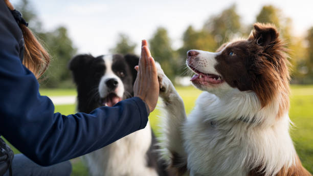 Person's hand giving a high-five gesture to a border collie, with a second dog standing nearby outdoors