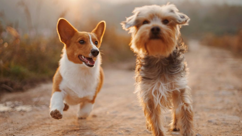 best fundraising software for animal shelters