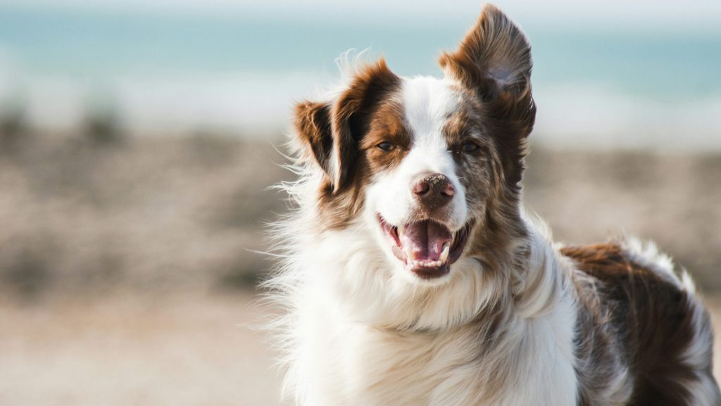 Nonprofit team working to increase online donations for an animal shelter fundraising campaign