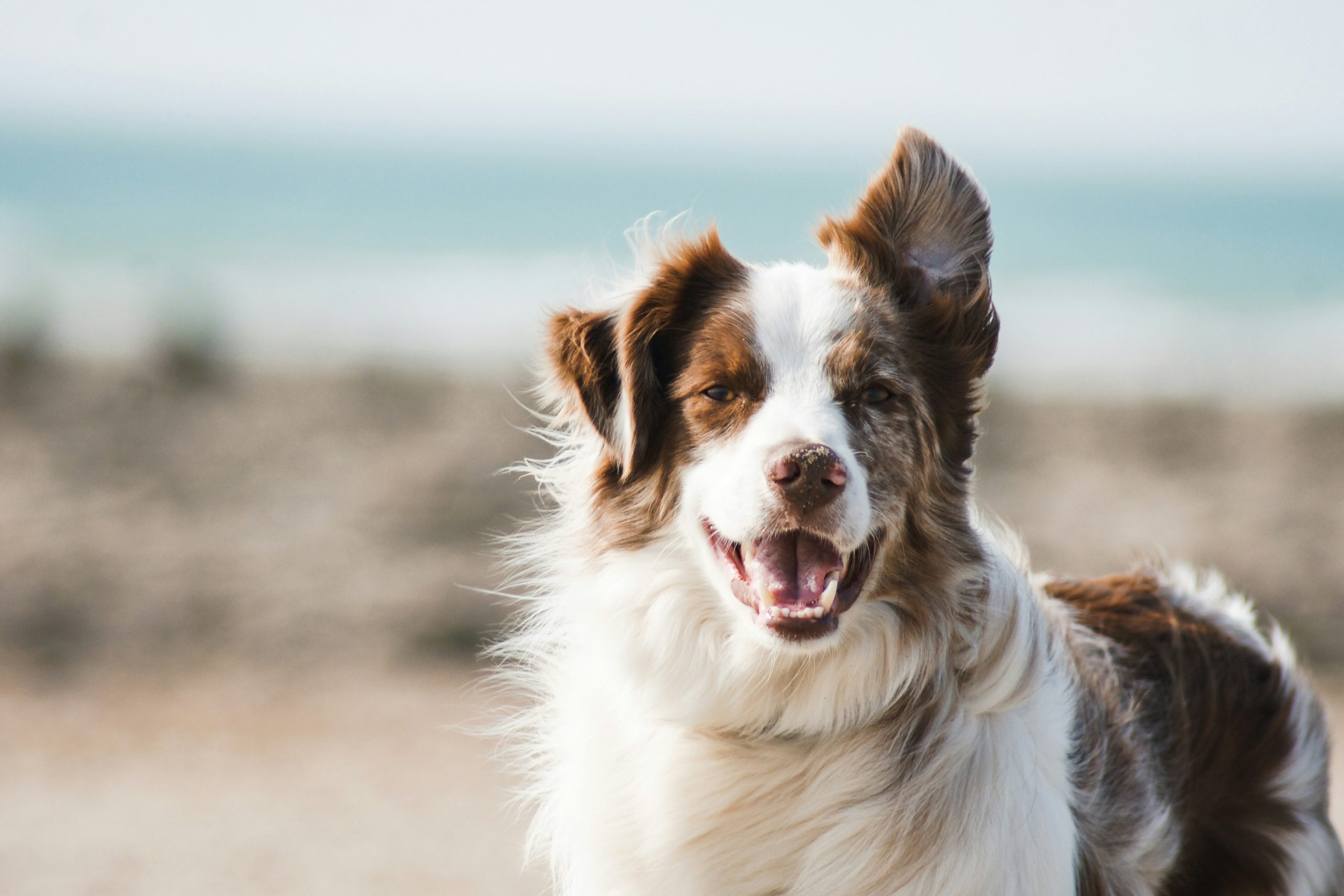 Nonprofit team working to increase online donations for an animal shelter fundraising campaign