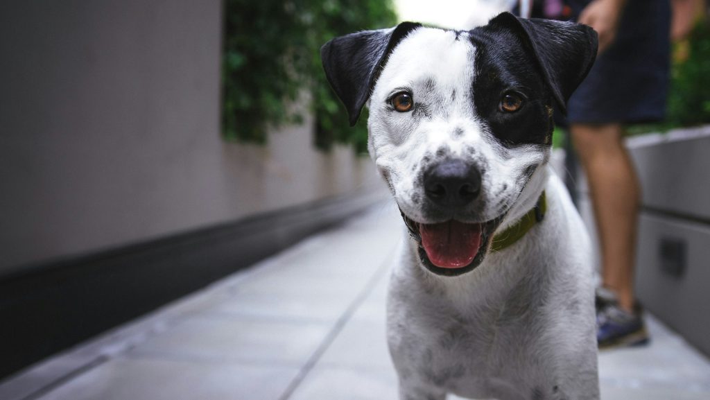 Animal shelter fundraising ideas