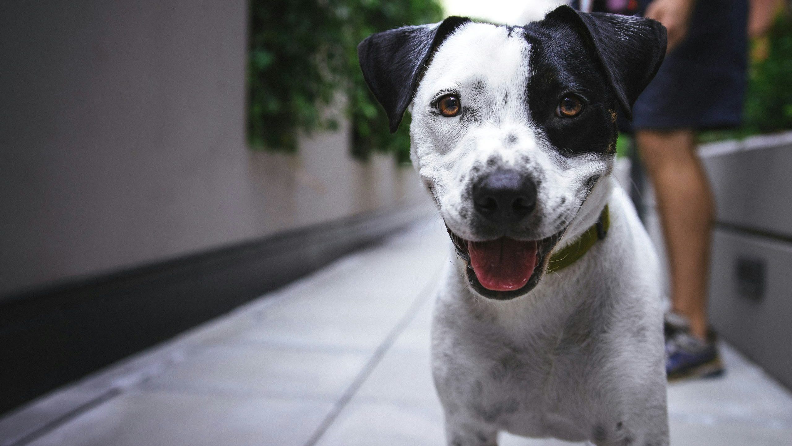 Animal shelter fundraising ideas