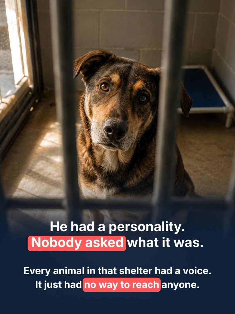 BarkLogue dashboard and AI chat experience showing shelter animals with personalized voices, helping donors and adopters connect through interactive conversations.
