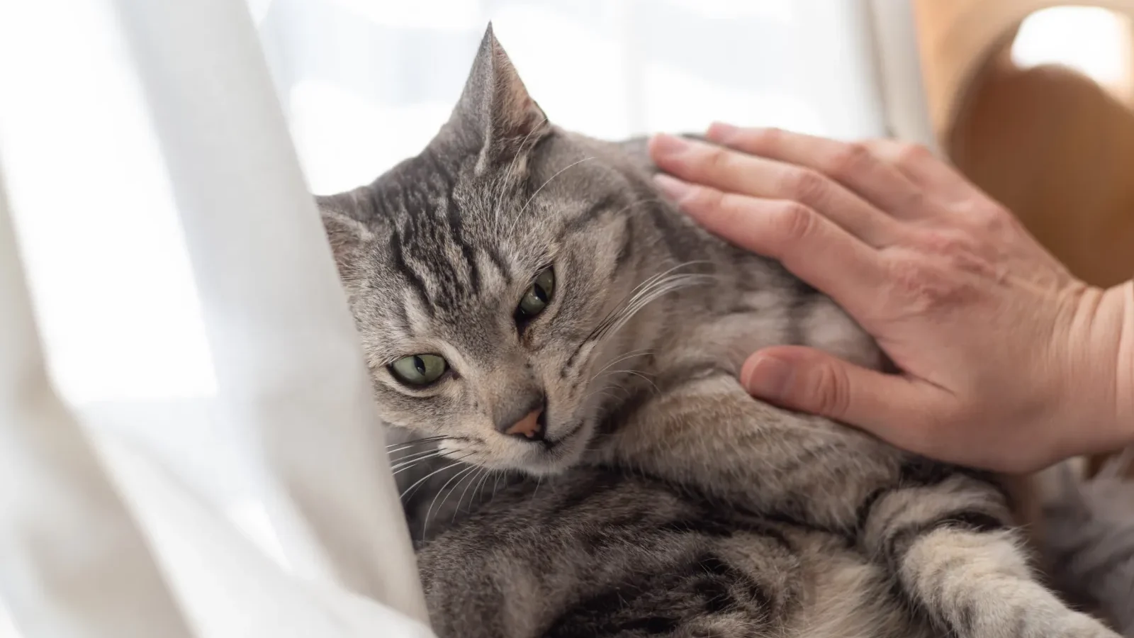 The best cat fundraising software can streamline donations, but stories are what inspire donors to give in the first place.