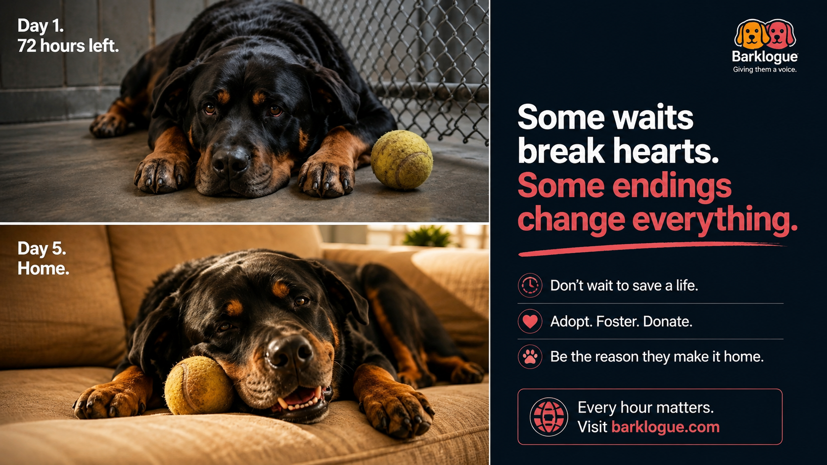Shelter staff and volunteers review a guide on writing better animal adoption profiles, focusing on personality, behaviors, and unique traits that help shelter pets connect with potential adopters and find homes faster.