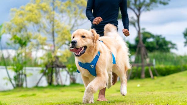 Person jogging outdoors with a golden retriever wearing a harness