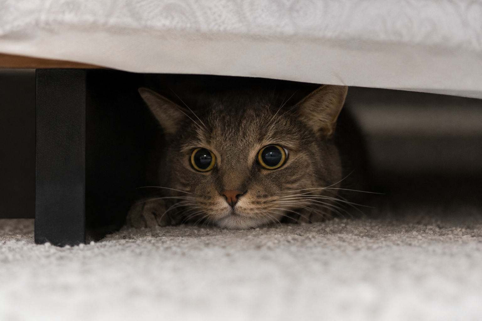 How to calm a scared cat? The first instinct most people have makes fear worse. Here's what actually works - right now and over time.