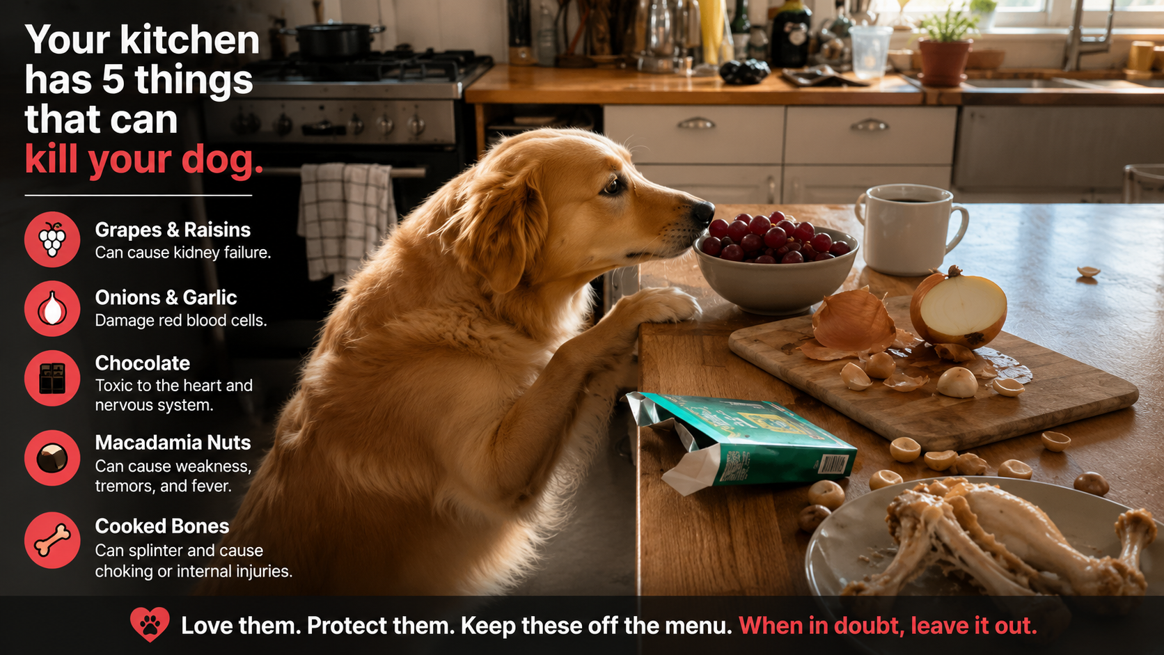 A complete dog safety guide covering toxic foods, household products, poisonous plants, poisoning symptoms, and emergency steps for owners.