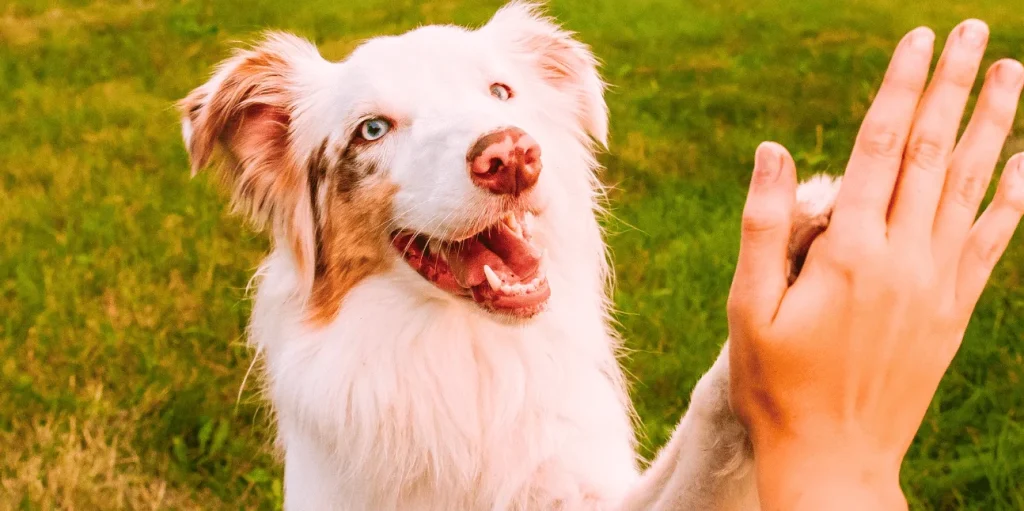 Pet adoption software helps manage adoptions, but stories are what help animals get noticed and find homes.