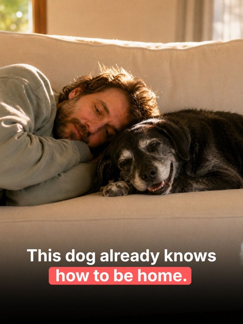 Article page featuring guidance on adopting senior dogs, explaining what to expect in the first days and month, how older dogs adjust to new homes, and key questions to ask before bringing one home.
