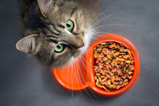 Close-up of a cat sitting beside a full bowl of dry food, not eating