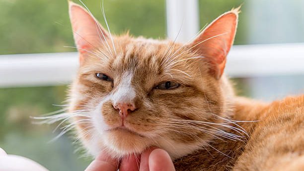 Wondering why your cat stares at you? Learn the most common reasons cats watch their humans and what those looks may actually mean.