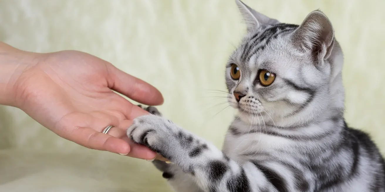 at adoption software helps shelters manage adoptions, but stories and personalities are what help cats find homes.