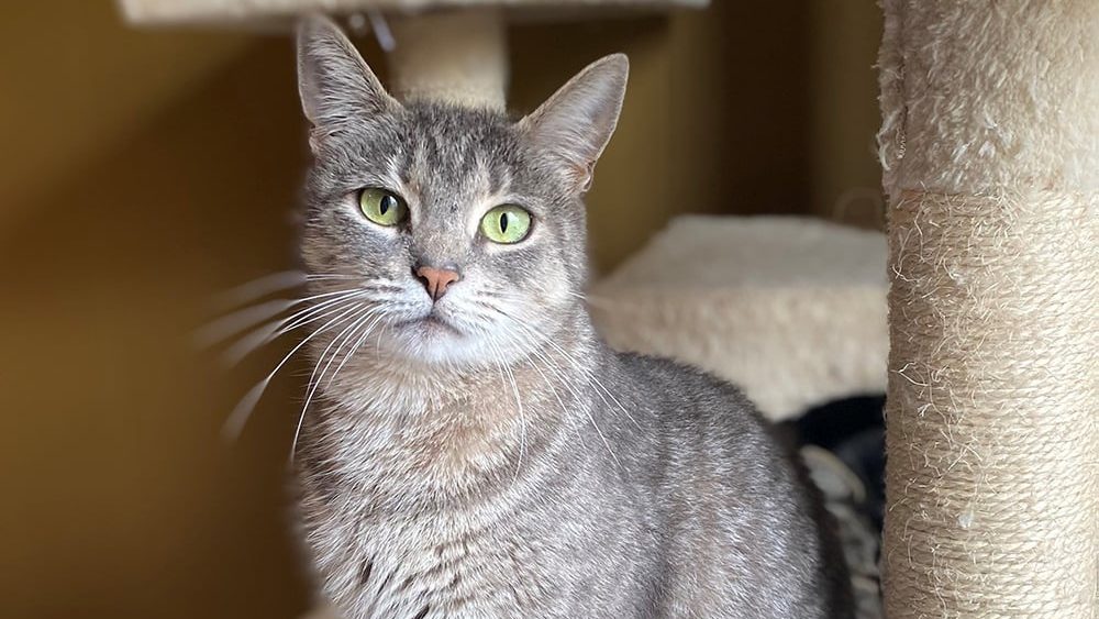 Why do cats purr? Not just happiness. Learn what a purr really means, how to read it in context, and the one misread that surprises most new owners.