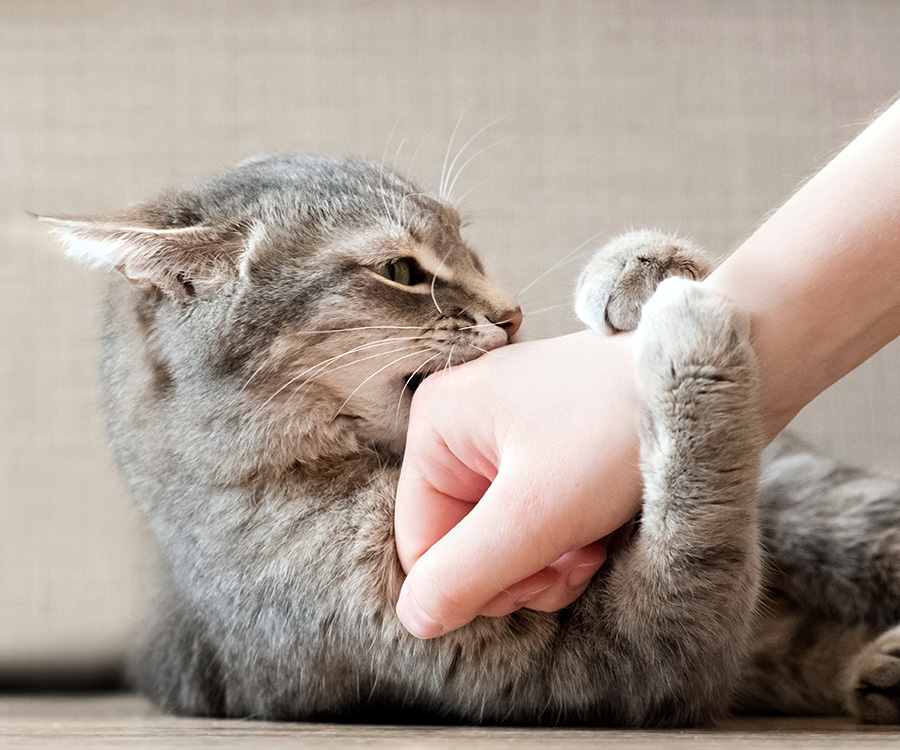 Wondering why your cat bites you gently? Discover 6 reasons behind cat love bites, what each one means by context, and exactly how to respond.