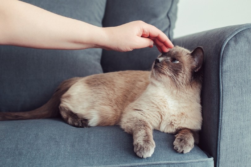 Senior cats wait invisible in shelters. Not because they're unlovable. Because nobody has told their story. Here's why you should adopt one.